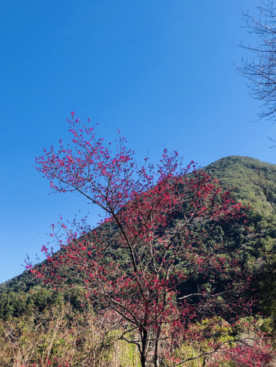 八仙山國家森林遊樂區園區內櫻花景2